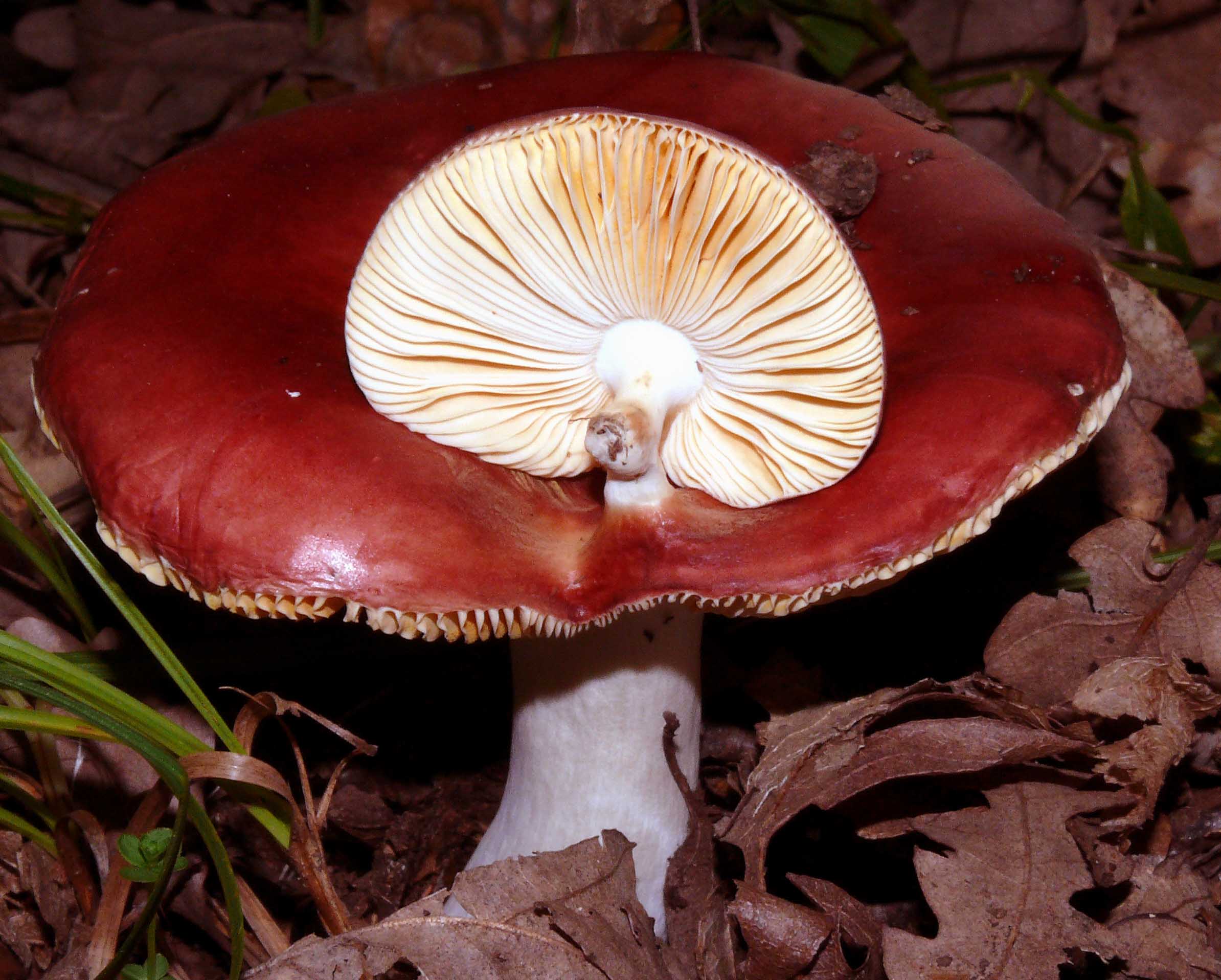 Russula con figlia sul cappello